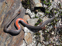 red-bellied snake © Rosemary Mosco, Mass Audubon