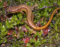 Northern two-lined salamander © John D. Wilson, wikimedia commons