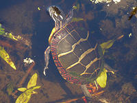 painted turtle © Rosemary Mosco, Mass Audubon