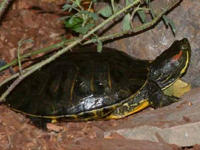 Red-eared slider