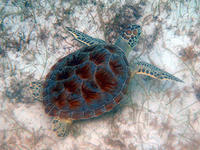 juvenile sea turtle © TurtleJournal.com