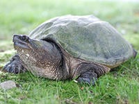 snapping turtle © Joy Marzolf, Mass Audubon