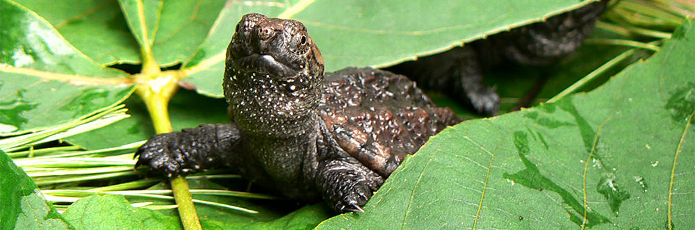 Snapping Turtle juvenile resting on pond vegetation © Mia Kheyfetz