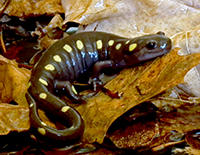 Spotted salamander © Joy Marzolf
