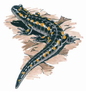 spotted salamander, illustration by Barry Van Dusen