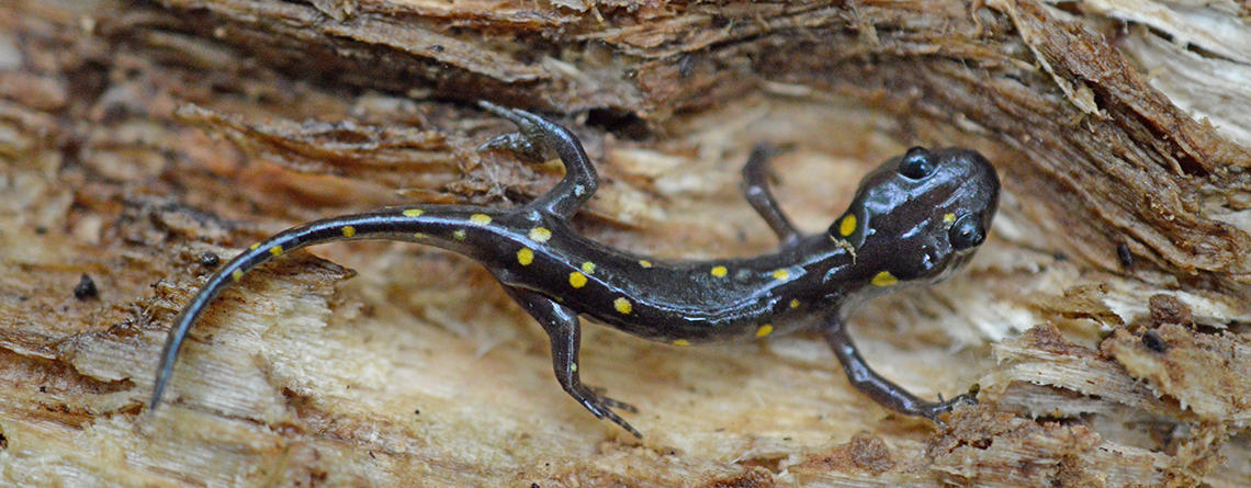 Top view of a young Spotted Salamander on a log © Lucas Beaudette