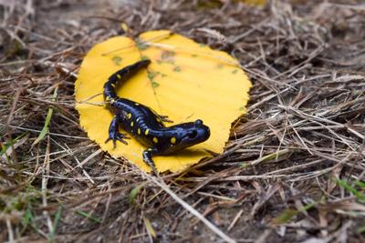 Spotted Salamander resting on a fallen leaf on the trail