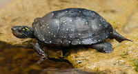spotted turtle © Joy Marzolf, Mass Audubon