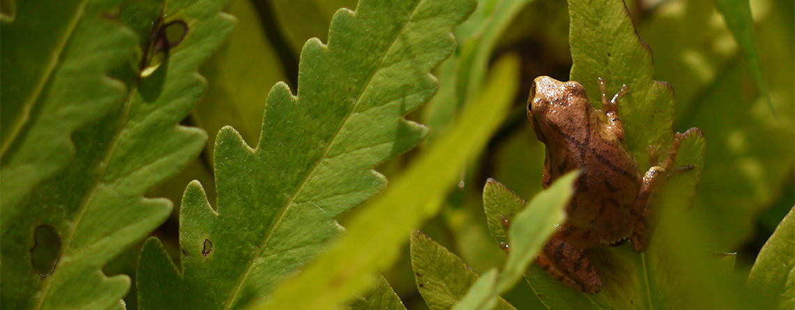 Spring Peeper on plant at Lake Wampanoag Wildlife Sanctuary