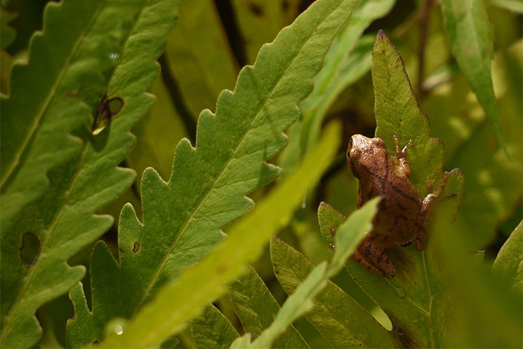 Spring Peeper on a plant