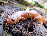 Spring salamander @ David Huth, wikimedia commons
