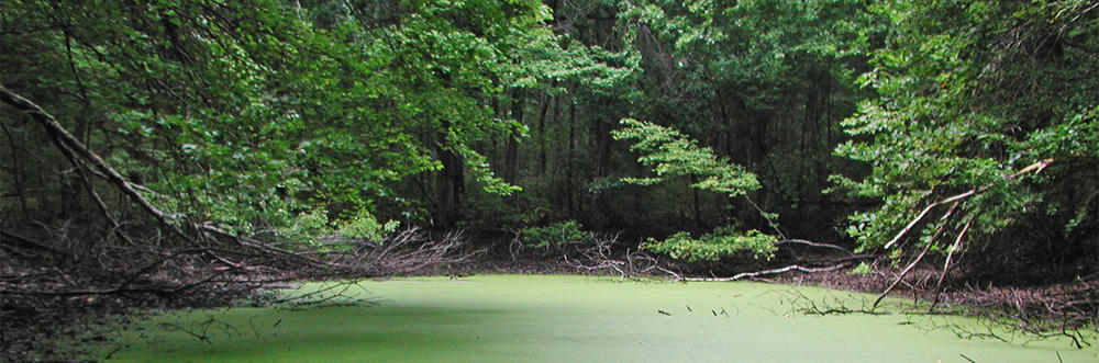 Vernal pool at Lincoln Woods