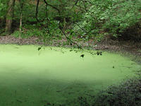 Vernal pool at Lincoln Woods Wildlife Sanctuary