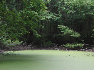 vernal pool at Lincoln Woods Wildlife Sanctuary