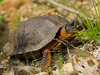 wood turtle © Chris Ruggiero