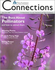 Mass Audubon Connections Magazine Spring 2016