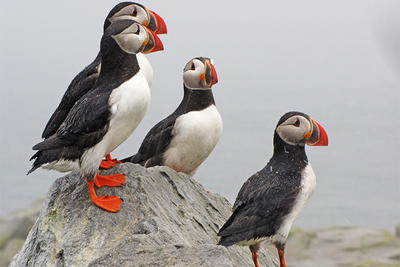 Group of Atlantic Puffins on a snowy rock (Image: Kristin Foresto)