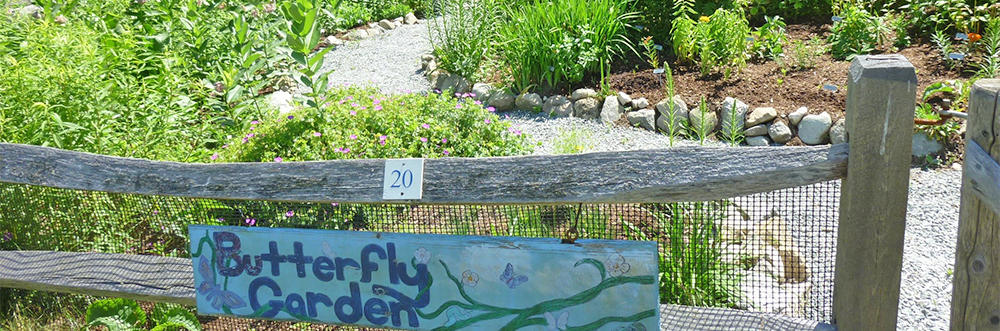 Butterfly Garden at Stony Brook
