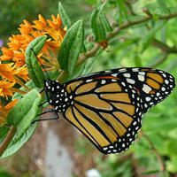 Monarch butterfly at Mass Audubon Long Pasture Wildlife Sanctuary