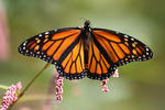 Monarch butterfly © Kris Quinn