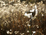 Milkweed pods © Rosemary Mosco, Mass Audubon