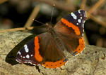 Red admiral butterfly © William Powell