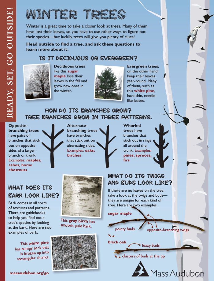 Winter Trees activity page