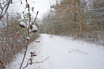 Alder in winter on snowy road