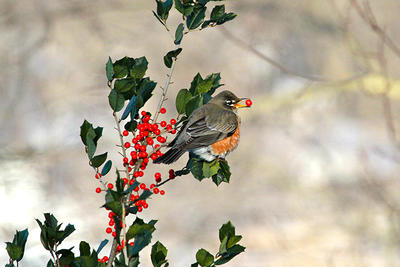 American robin eating American holly berries © Dana Spires