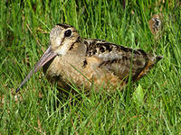American woodcock © Nathan Dubrow