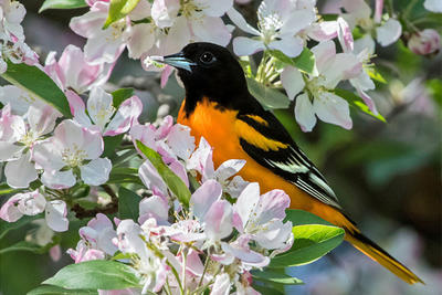 Baltimore Oriole male in blossoming tree © Sandy Selesky