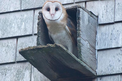 Barn Owl in nest box at Felix Neck Wildlife Sanctuary © Brian Rusnica