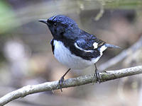 Black-throated blue warbler © J Harrison