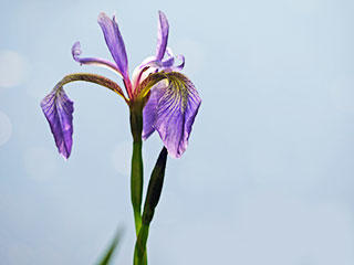 Blue flag iris by Rosemary Mosco