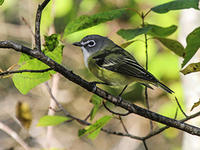 Blue-headed vireo by David Larson