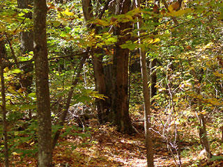 Broad Meadow Brook