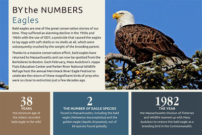 By the Numbers - Bald Eagles