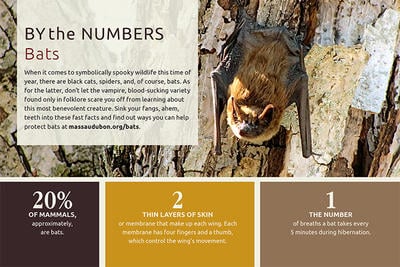 By the Numbers - Bats