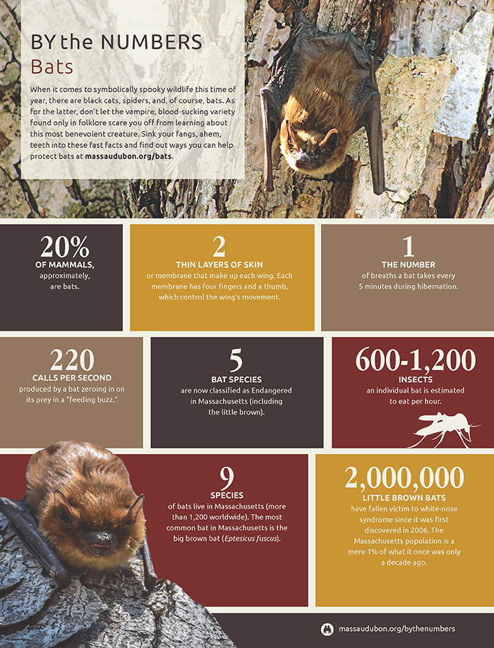 By the Numbers - Bats