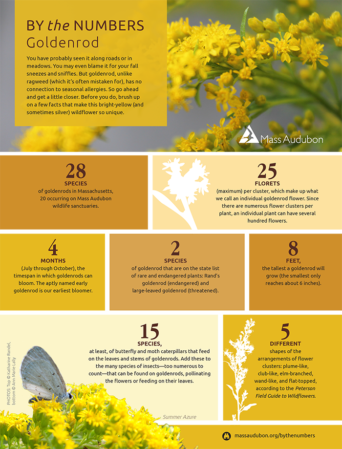 By the Numbers - Goldenrod