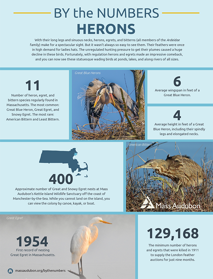 By the Numbers - Herons