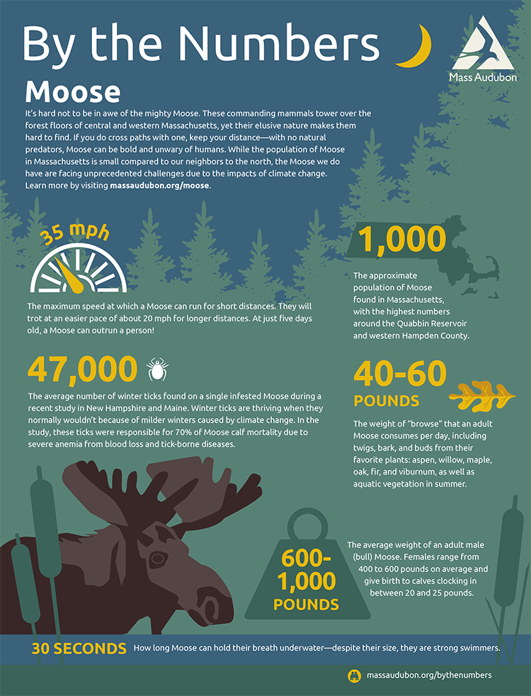 By the Numbers - Moose