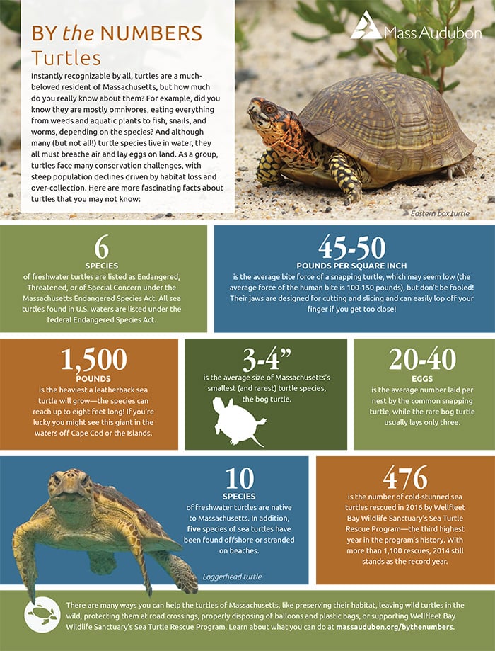By the Numbers - Turtles