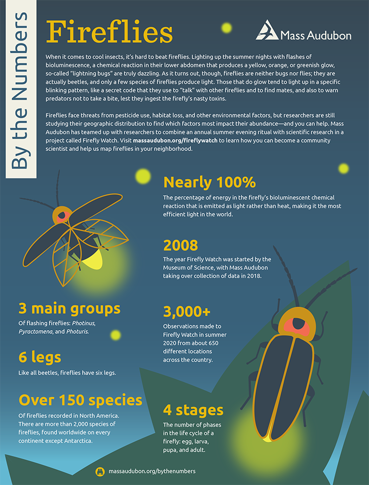 By the Numbers—Fireflies