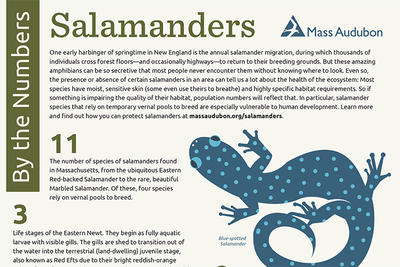 By the Numbers—Salamanders