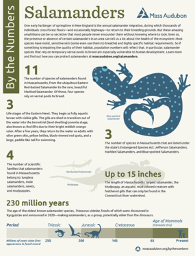 By the Numbers—Salamanders