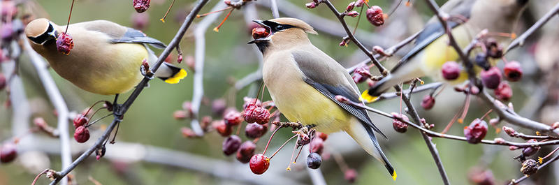 Cedar waxwings eating bird cherries © Stephen Kent