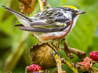 Chestnut-sided warbler © Phil Doyle