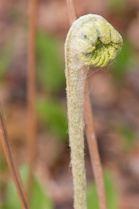 Closeup of fern frond