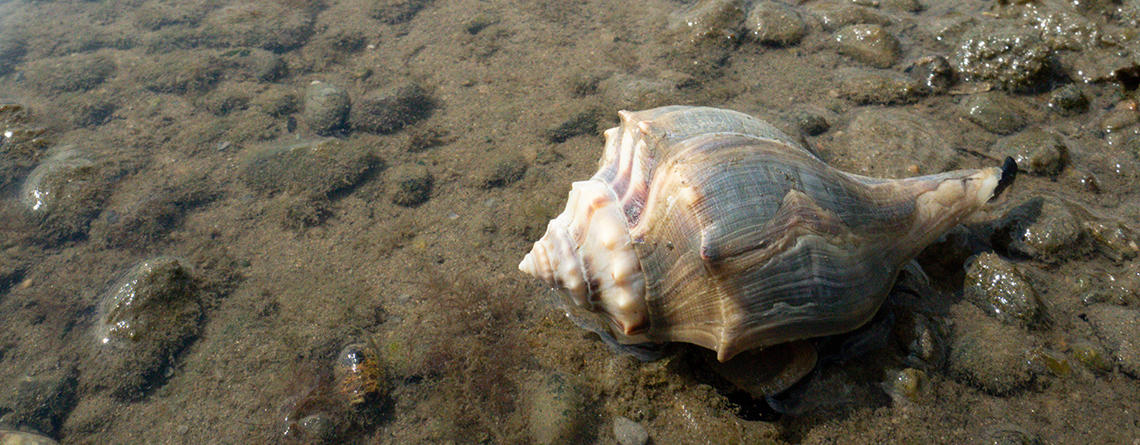 Conch shell in surf on Gunning Island